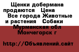 Щенки добермана  продаются › Цена ­ 45 000 - Все города Животные и растения » Собаки   . Мурманская обл.,Мончегорск г.